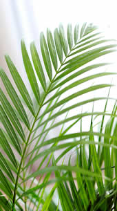 Areca kamerplant